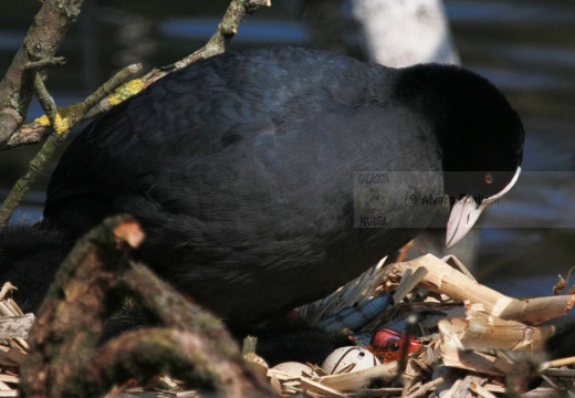FOLAGA - Coot - Fulica atra - Luogo: Parco Adda Nord (LC) - Autore: Alvaro