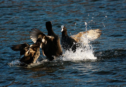 FOLAGA - Coot - Fulica atra - Luogo: - Parco della Valle del Ticino (VA) - Autore: Claudia