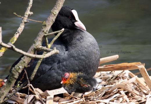 FOLAGA - Coot - Fulica atra - Luogo: Parco Adda Nord (LC) - Autore: Alvaro