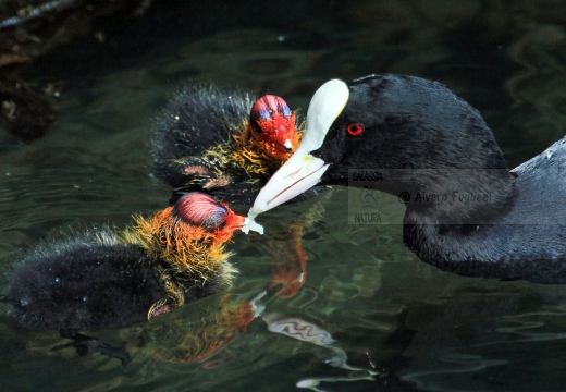 FOLAGA - Coot - Fulica atra - Luogo: Parco Adda Nord (LC) - Autore: Alvaro