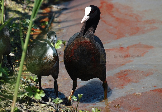 FOLAGA (piccolo) - Coot - Fulica atra - Luogo: Oasi Tivoli-Manzolino (MO) - Autore: Alvaro