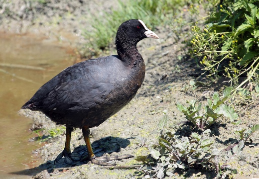 FOLAGA - Coot - Fulica atra - Luogo: Laghetto del Frassino - Peschiera d. G. (BS) - Autore: Alvaro