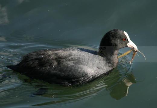 FOLAGA - Coot - Fulica atra - Luogo: - Parco della Valle del Ticino - Coarezza (VA) - Autore: Alvaro
