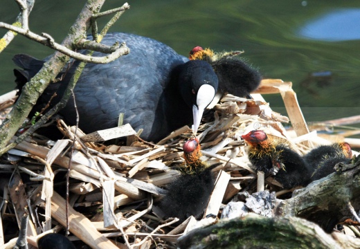 FOLAGA - Coot - Fulica atra - Luogo: Parco Adda Nord (LC) - Autore: Alvaro