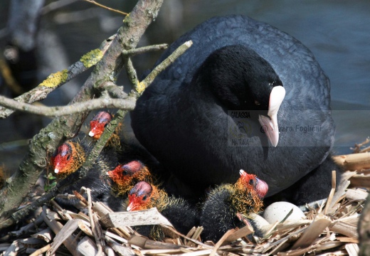 FOLAGA - Coot - Fulica atra - Luogo: Parco Adda Nord (LC) - Autore: Alvaro