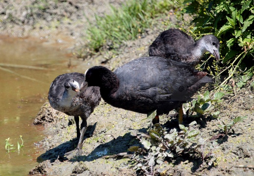 FOLAGA (piccolo) - Coot - Fulica atra - Luogo: Oasi Tivoli-Manzolino (MO) - Autore: Alvaro