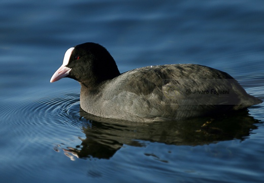 FOLAGA - Coot - Fulica atra - Luogo: Lago di Lecco - Malgrate (LC) - Autore: Alvaro