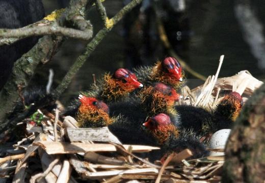 FOLAGA - Coot - Fulica atra - Luogo: Parco Adda Nord (LC) - Autore: Alvaro