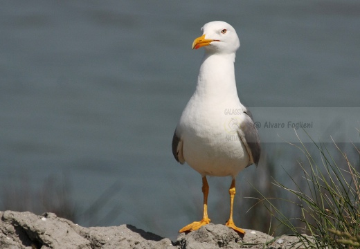 GABBIANO REALE; Yellow-legged Gull; Goéland leucophée; Larus michahellis  - Luogo: Valli di Comacchio (FE) - Autore: Alvaro