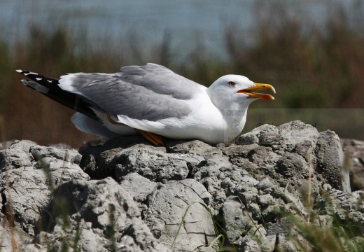 GABBIANO REALE; Yellow-legged Gull; Goéland leucophée; Larus michahellis  - Luogo: Valli di Comacchio (FE) - Autore: Alvaro
