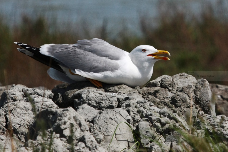 GABBIANO REALE, Yellow-legged Gull, Larus cachinnans - Luogo: Valli di Comacchio (FE) - Autore: Alvaro