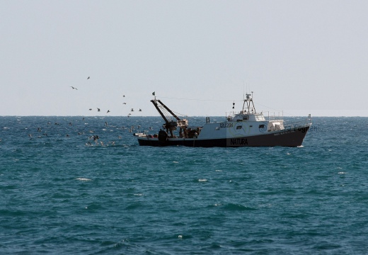 GABBIANO REALE; Yellow-legged Gull; Goéland leucophée; Larus michahellis  - Luogo: Costa tirrenica al largo di Castiglione della Pescaia (GR) - Autore: Alvaro