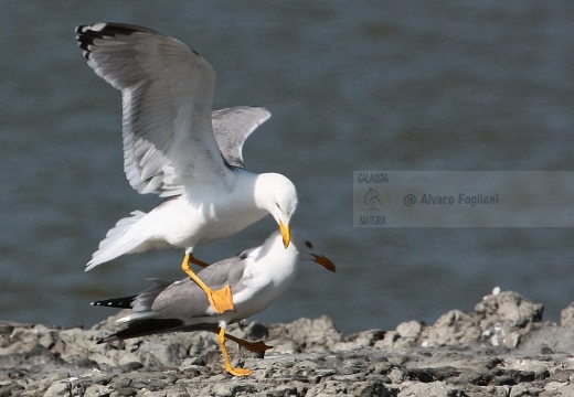 GABBIANO REALE, Yellow-legged Gull, Larus cachinnans - Luogo: Valli di Comacchio (FE) - Autore: Alvaro