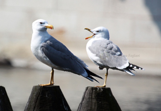 GABBIANO REALE; Yellow-legged Gull; Goéland leucophée; Larus michahellis  - Luogo: Parco della Valle del Ticino - Diga della Miorina - Golasecca (VA) - Autore: Alvaro