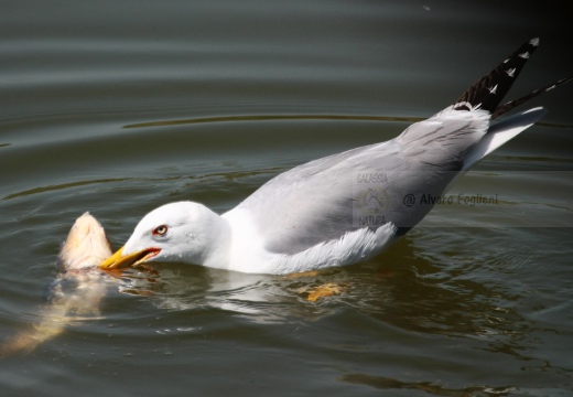 GABBIANO REALE; Yellow-legged Gull; Goéland leucophée; Larus michahellis  - Luogo: Valli di Comacchio (FE) - Autore: Alvaro