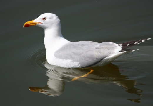 GABBIANO REALE; Yellow-legged Gull; Goéland leucophée; Larus michahellis  - Luogo: Valli di Comacchio (FE) - Autore: Alvaro