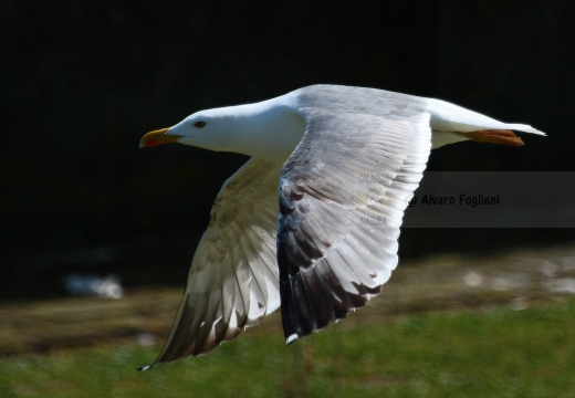 GABBIANO REALE; Yellow-legged Gull; Goéland leucophée; Larus michahellis  - Luogo: Valli di Comacchio (FE) - Autore: Alvaro