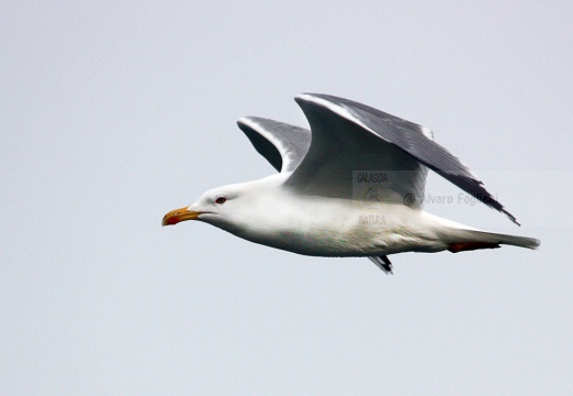 GABBIANO REALE; Yellow-legged Gull; Goéland leucophée; Larus michahellis  - Luogo: Lago di Garda - Porto di Moniga (BS) - Autore: Alvaro