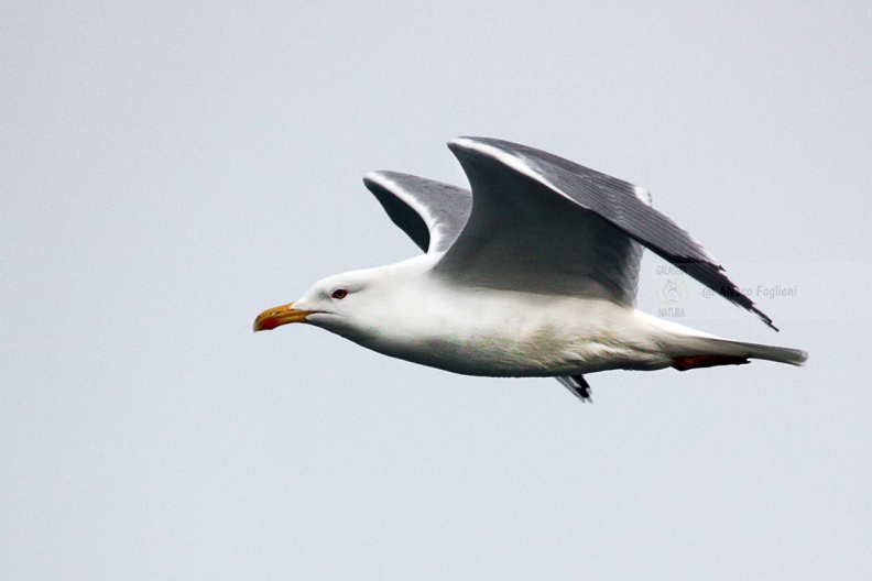 GABBIANO REALE - Yellow-legged Gull - Larus cachinnans - Luogo: Lago di Garda - Porto di Moniga (BS) - Autore: Alvaro