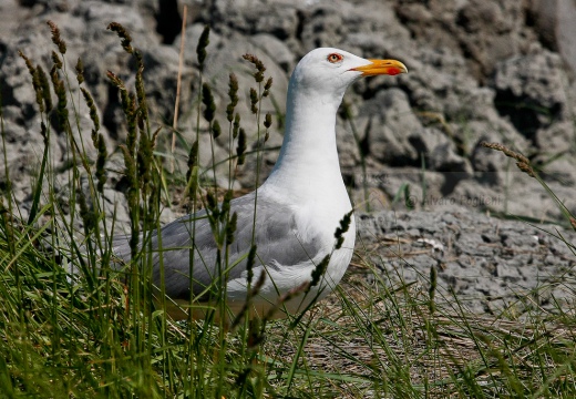 GABBIANO REALE, Yellow-legged Gull, Larus cachinnans - Luogo: Valli di Comacchio (FE) - Autore: Alvaro