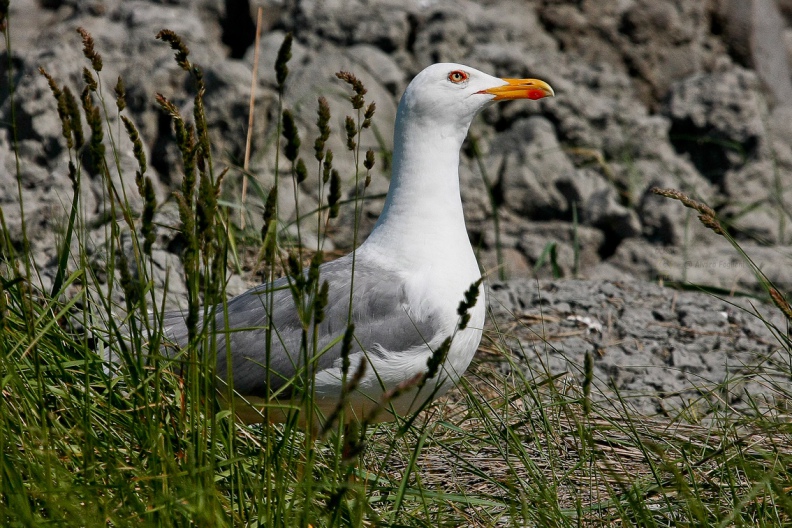 GABBIANO REALE, Yellow-legged Gull, Larus cachinnans - Luogo: Valli di Comacchio (FE) - Autore: Alvaro