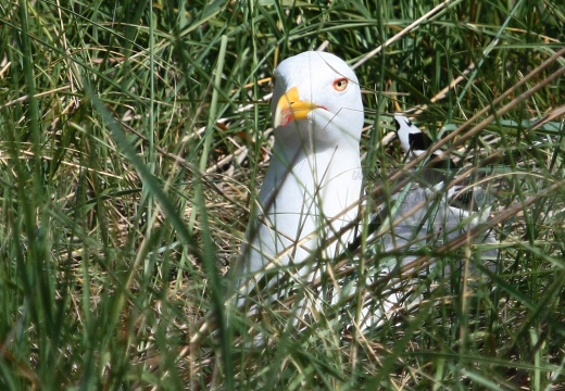 GABBIANO REALE, Yellow-legged Gull, Larus cachinnans - Luogo: Valli di Comacchio (FE) - Autore: Alvaro