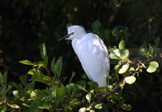 GARZETTA - Little Egret - Egretta garzetta - Luogo: Garzaia "Lago di Sartirana" - Sartirana (PV) - Autore: Alvaro