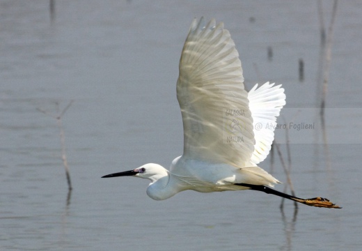 GARZETTA - Little Egret - Egretta garzetta - Luogo: Vasche Oasi di Tivoli (MO) - Autore: Alvaro