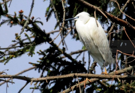 GARZETTA - Little Egret - Egretta garzetta - Luogo: Garzaia della Verminesca - Sant’Angelo Lomellina (PV) - Autore: Alvaro