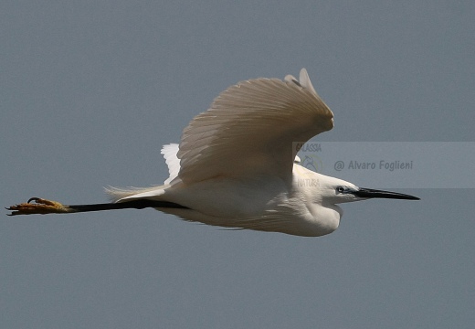 GARZETTA - Little Egret - Egretta garzetta - Luogo: Torrente Agogna (NO) - Autore: Alvaro