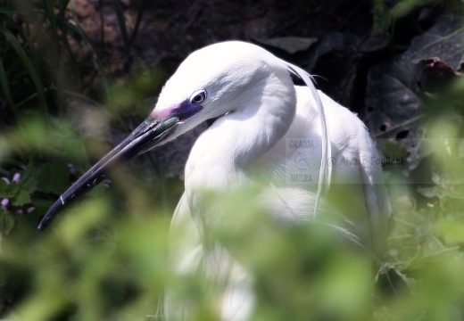 GARZETTA - Little Egret - Egretta garzetta - Luogo: Vasche ex-zuccherificio Crevalcore (BO) - Autore: Alvaro