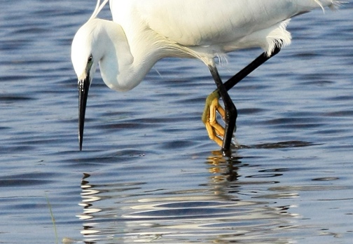 GARZETTA - Little Egret - Egretta garzetta - Luogo: Risaie pavesi nei pressi di Robbio L. (PV) - Autore: Alvaro