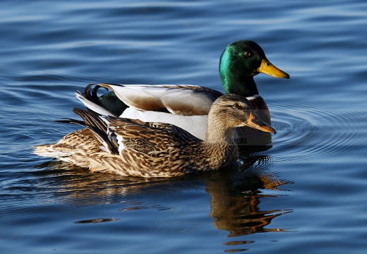 GERMANO REALE - Mallard - Anas platyrhynchos - Luogo: Oasi Lipu di Torrile (PR) - Autore: Alvaro