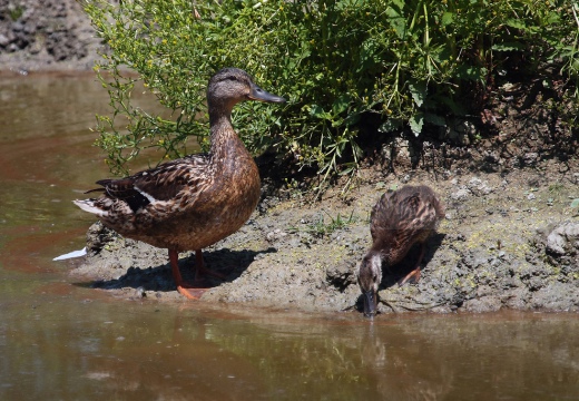 GERMANO REALE con pulcini - Mallard - Anas platyrhynchos - Luogo: Oasi di Tivoli (MO) - Autore: Alvaro