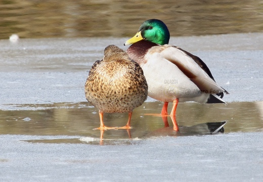 GERMANO REALE - Mallard - Anas platyrhynchos - Luogo: - Lago di Sartirana - Merate (LC) - Autore: Claudia