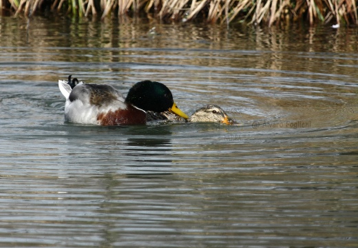 GERMANO REALE, Mallard, Anas platyrhynchos - Luogo: Parco delle Cave (MI) - Autore: Alvaro