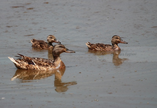 GERMANO REALE con pulcini - Mallard - Anas platyrhynchos - Luogo: Oasi di Tivoli (MO) - Autore: Alvaro
