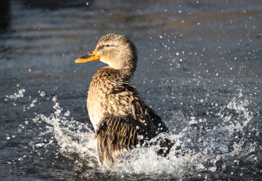GERMANO REALE - Mallard - Anas platyrhynchos - Luogo: Parco Naturale "Lago delle Folaghe" - Casei Gerola (PV) - Autore: Alvaro