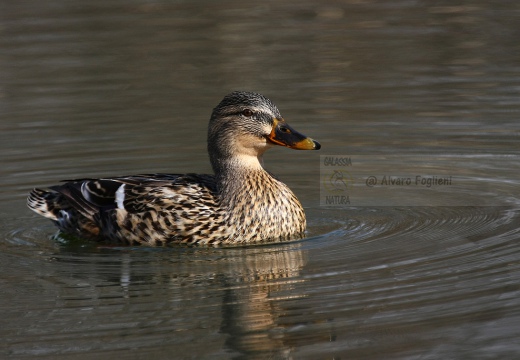 GERMANO REALE - Mallard - Anas platyrhynchos - Luogo: - Vasche fitodepurazione Arnetta (MI) - Autore: Claudia