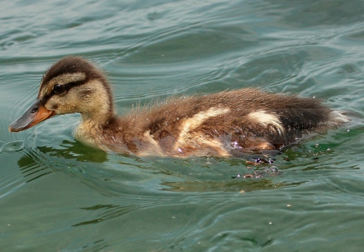 GERMANO REALE - Mallard - Anas platyrhynchos - Luogo: Oasi di Tivoli (MO) - Autore: Claudia