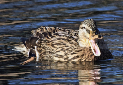 GERMANO REALE - Mallard - Anas platyrhynchos - Luogo: Lago di Garda - Desenzano (BS) - Autore: Alvaro