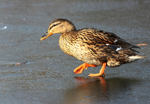 GERMANO REALE - Mallard - Anas platyrhynchos - Luogo: - Lago di Sartirana - Merate (LC) - Autore: Claudia
