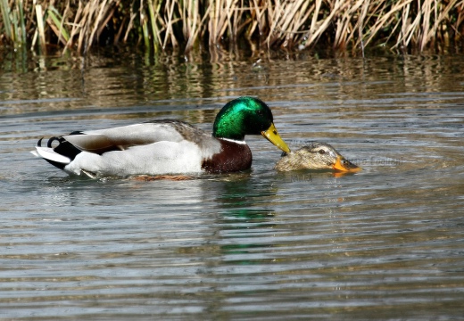 GERMANO REALE, Mallard, Anas platyrhynchos - Luogo: Parco delle Cave (MI) - Autore: Alvaro