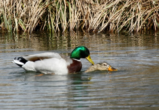 GERMANO REALE, Mallard, Anas platyrhynchos - Luogo: Parco delle Cave (MI) - Autore: Alvaro