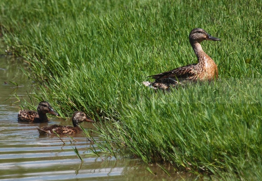 GERMANO REALE con pulcini - Mallard - Anas platyrhynchos - Luogo: Oasi di Tivoli (MO) - Autore: Alvaro