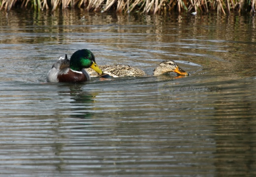 GERMANO REALE, Mallard, Anas platyrhynchos - Luogo: Parco delle Cave (MI) - Autore: Alvaro