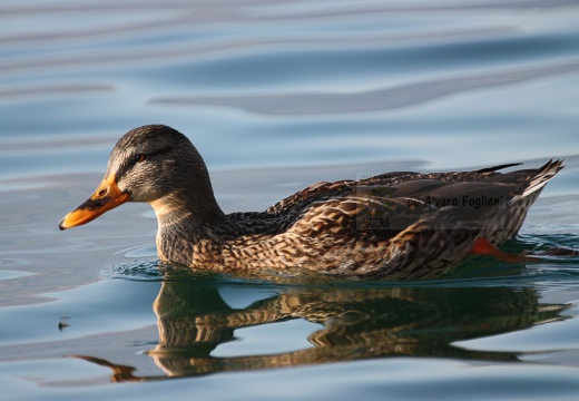 GERMANO REALE - Mallard - Anas platyrhynchos - Luogo: Lago di Lecco - Varenna (LC) - Autore: Alvaro