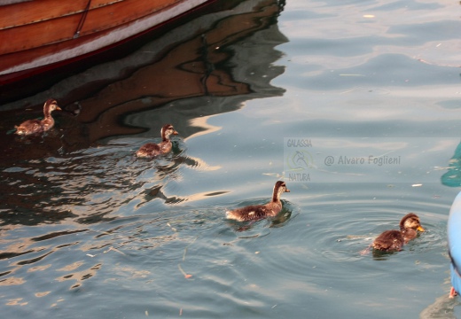 GERMANO REALE pulcini - Mallard - Anas platyrhynchos - Luogo: - Lago di Iseo - Iseo (BS) - Autore: Alvaro