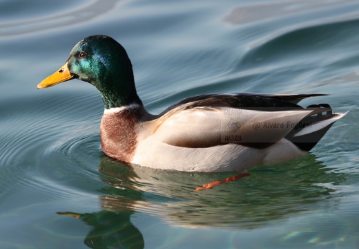 GERMANO REALE  - Mallard - Anas platyrhynchos - Luogo: - Lago di Iseo - Iseo (BS) - Autore: Claudia