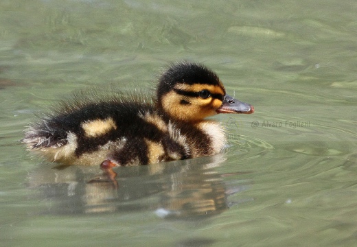 GERMANO REALE - Mallard - Anas platyrhynchos - Luogo: Oasi di Tivoli (MO) - Autore: Claudia